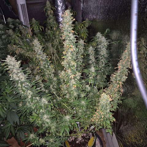Biscotti (56-70bt) growlog timeline photo