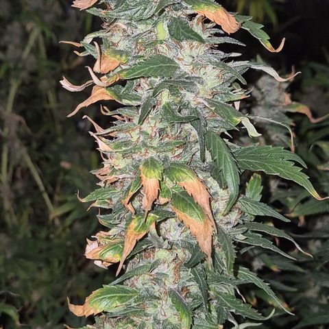 Biscotti (56-70bt) growlog timeline photo