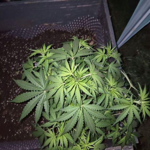 💚CHOCOLOPE 🍫 ☕️auto (56-63 BT) growlog timeline photo
