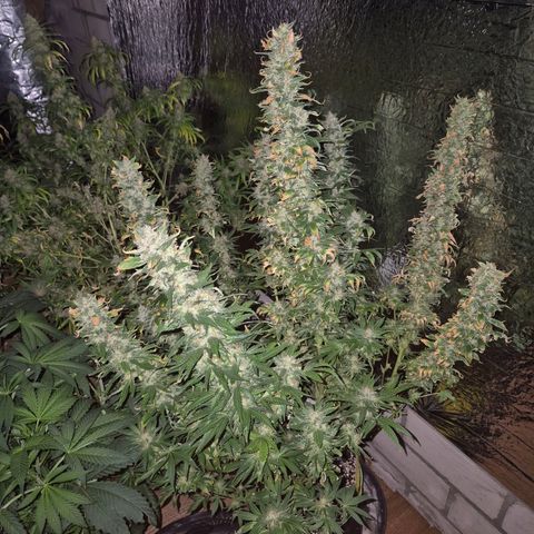 Biscotti (56-70bt) growlog timeline photo