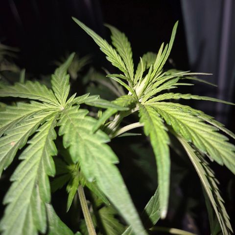💚CHOCOLOPE 🍫 ☕️auto (56-63 BT) growlog timeline photo