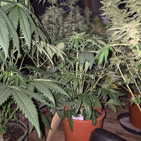 ICE 💚🧊 (63-70bt) growlog timeline photo