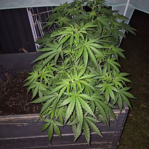 💚CHOCOLOPE 🍫 ☕️auto (56-63 BT) growlog timeline photo