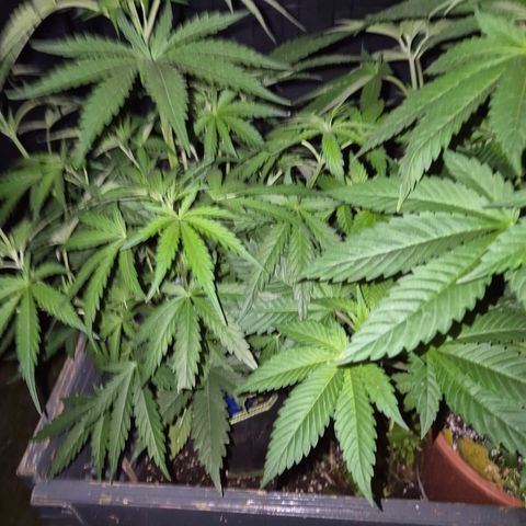 💚CHOCOLOPE 🍫 ☕️auto (56-63 BT) growlog timeline photo