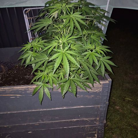 💚CHOCOLOPE 🍫 ☕️auto (56-63 BT) growlog timeline photo
