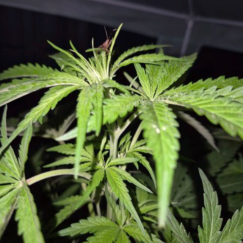 💚CHOCOLOPE 🍫 ☕️auto (56-63 BT) growlog timeline photo