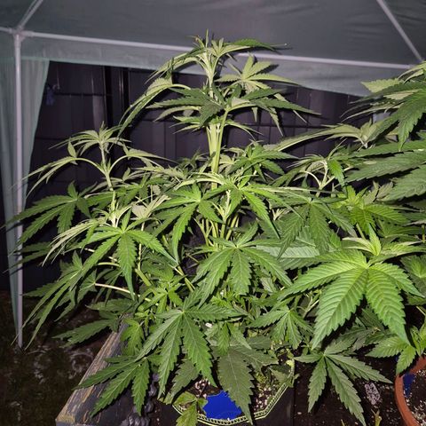 💚CHOCOLOPE 🍫 ☕️auto (56-63 BT) growlog timeline photo
