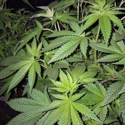 💚Bubba kush 🦝 (56-63 BT) growlog timeline photo