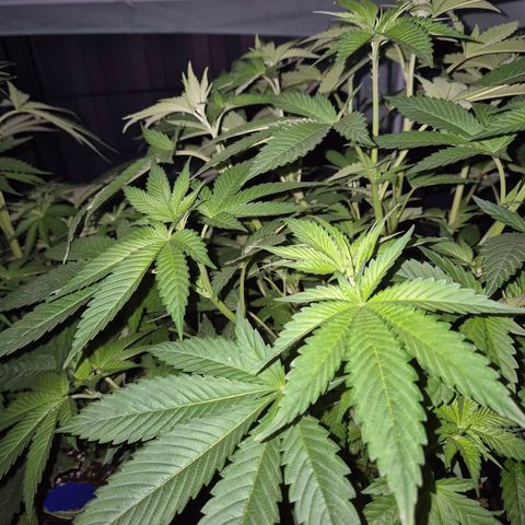 💚Bubba kush 🦝 (56-63 BT) growlog timeline photo