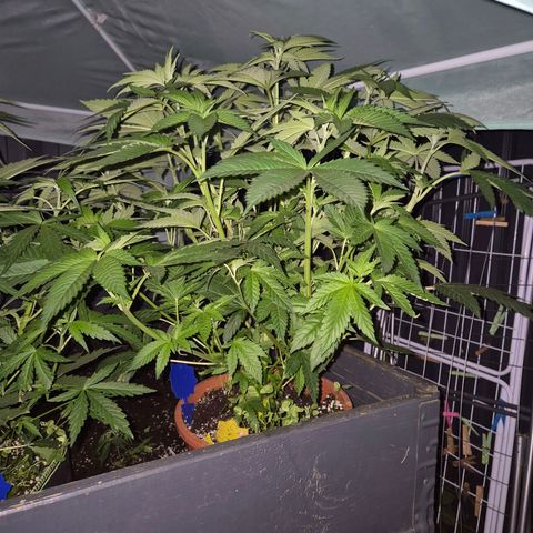 💚Bubba kush 🦝 (56-63 BT) growlog timeline photo
