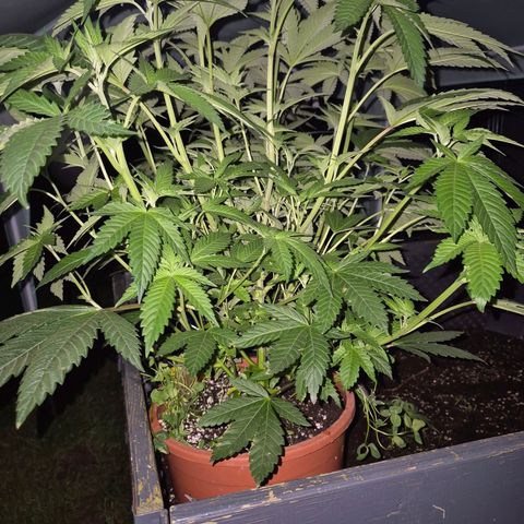 💚Bubba kush 🦝 (56-63 BT) growlog timeline photo