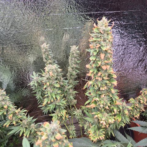 Biscotti (56-70bt) growlog timeline photo