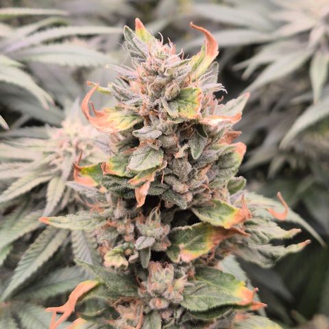 Biscotti (56-70bt) growlog timeline photo