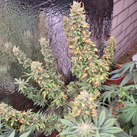 Biscotti (56-70bt) growlog timeline photo