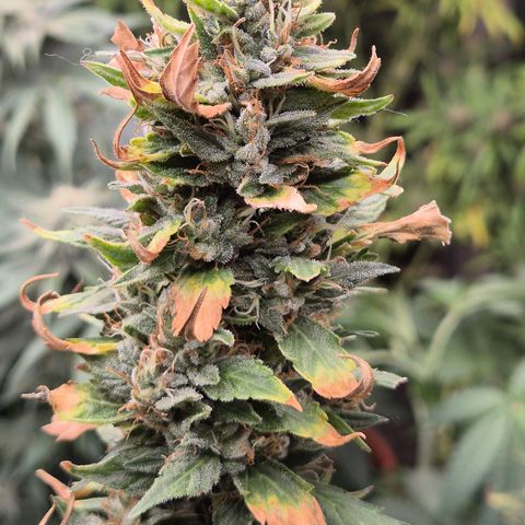 Biscotti (56-70bt) growlog timeline photo
