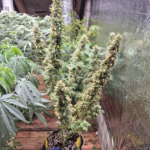 Biscotti (56-70bt) growlog timeline photo