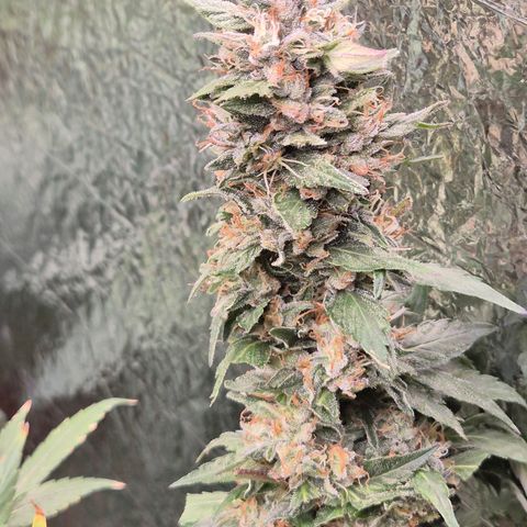 Biscotti (56-70bt) growlog timeline photo