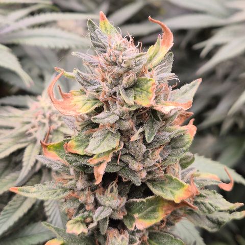Biscotti (56-70bt) growlog timeline photo