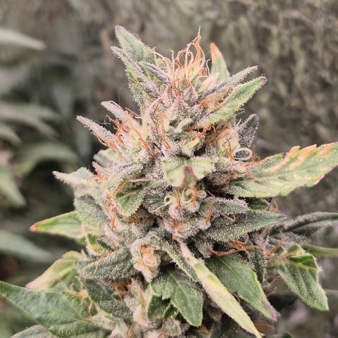 Biscotti (56-70bt) growlog timeline photo