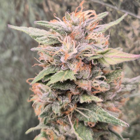 Biscotti (56-70bt) growlog timeline photo
