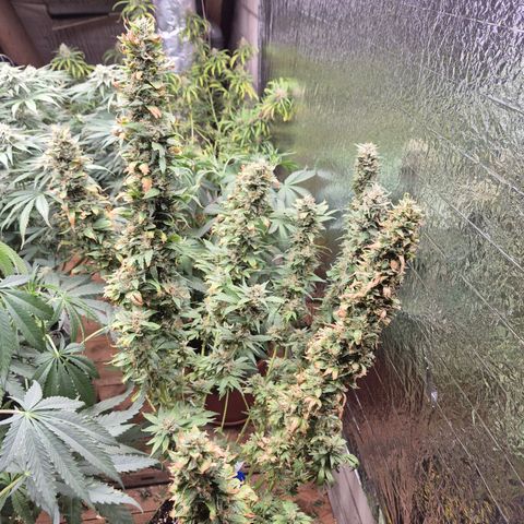 Biscotti (56-70bt) growlog timeline photo