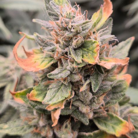 Biscotti (56-70bt) growlog timeline photo
