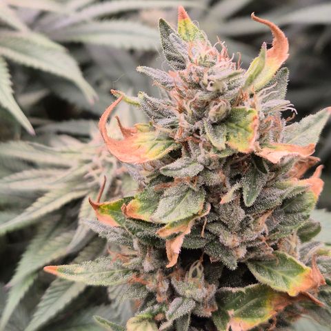 Biscotti (56-70bt) growlog timeline photo