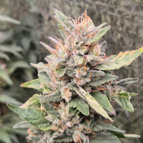 Biscotti (56-70bt) growlog timeline photo
