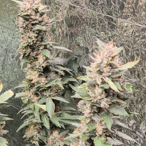 Biscotti (56-70bt) growlog timeline photo