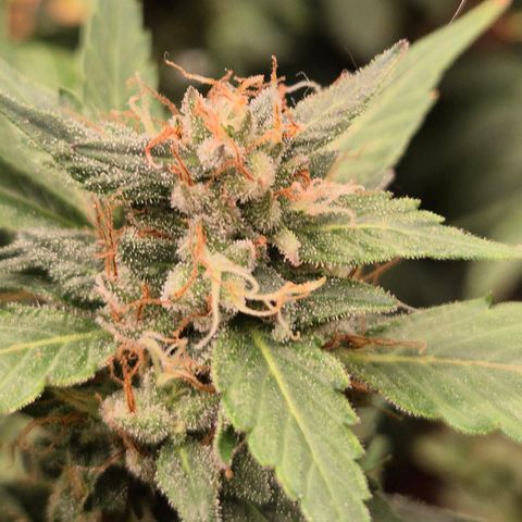 Biscotti (56-70bt) growlog timeline photo