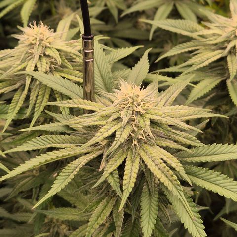 WTF- Königin Mimosa evo 👑👑👑 (65-70bt) growlog timeline photo
