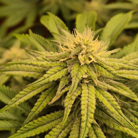 WTF- Königin Mimosa evo 👑👑👑 (65-70bt) growlog timeline photo