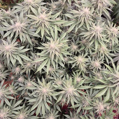 WTF- Königin Mimosa evo 👑👑👑 (65-70bt) growlog timeline photo