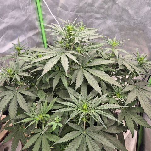 LSD auto (63-70 Tage ab Keimung) growlog timeline photo