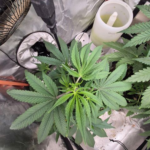 Mimosa evo stecki  🍊🍋🍍 (65-70bt) growlog timeline photo