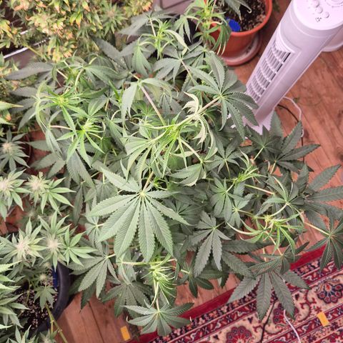 Ice cream cake 🍰 & permanent marker🖊(65-73bt) growlog timeline photo