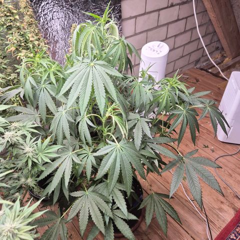 Ice cream cake 🍰 & permanent marker🖊(65-73bt) growlog timeline photo