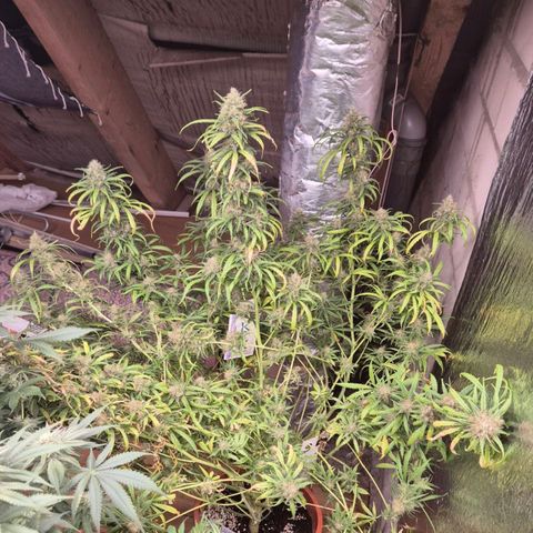 Afghani #1 (45-50bt) growlog timeline photo
