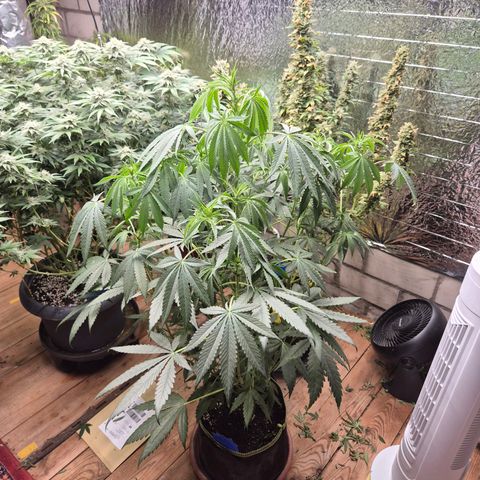 Ice cream cake 🍰 & permanent marker🖊(65-73bt) growlog timeline photo