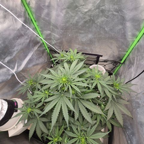 LSD auto (63-70 Tage ab Keimung) growlog timeline photo