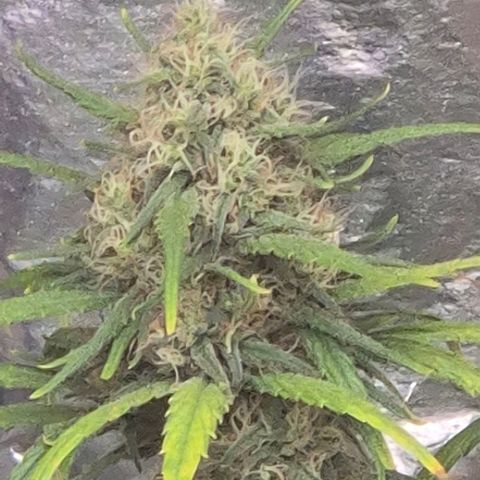 Afghani #1 (45-50bt) growlog timeline photo