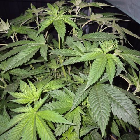 💚Bubba kush 🦝 (56-63 BT) growlog timeline photo