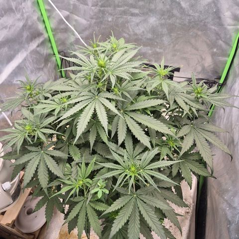 LSD auto (63-70 Tage ab Keimung) growlog timeline photo