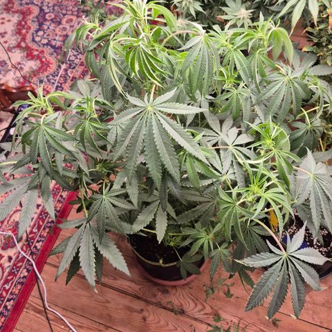 Ice cream cake 🍰 & permanent marker🖊(65-73bt) growlog timeline photo