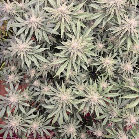 WTF- Königin Mimosa evo 👑👑👑 (65-70bt) growlog timeline photo