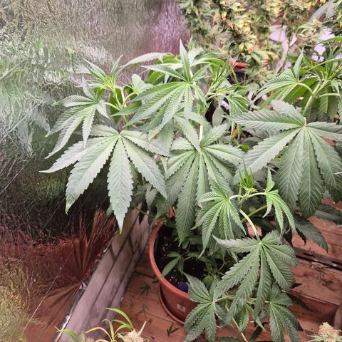 ICE 💚🧊 (63-70bt) growlog timeline photo