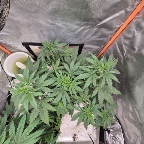 Tangerine dream 🌴 (60-65bt)  growlog timeline photo
