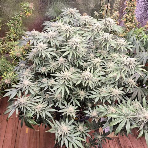 WTF- Königin Mimosa evo 👑👑👑 (65-70bt) growlog timeline photo