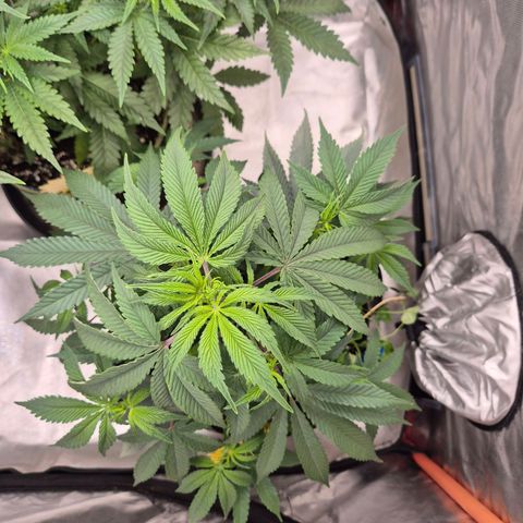 Mimosa evo stecki  🍊🍋🍍 (65-70bt) growlog timeline photo