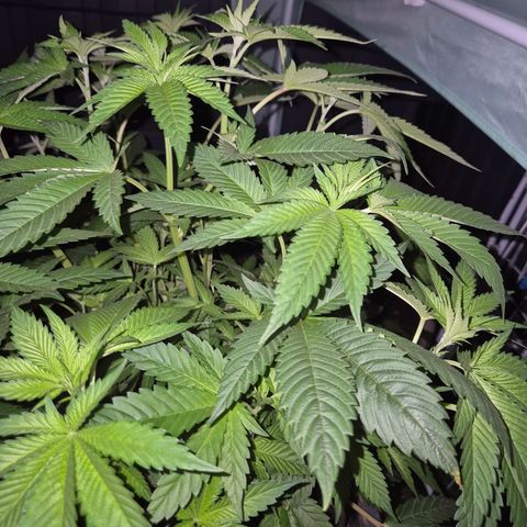 💚Bubba kush 🦝 (56-63 BT) growlog timeline photo